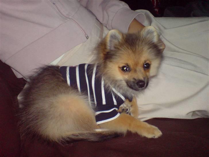 Pomeranian King billede 3