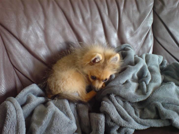 Pomeranian King billede 4