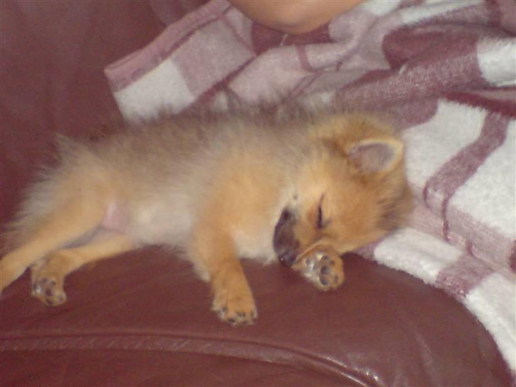 Pomeranian King - Man bliver hurtigt træt når man er en lille legesyg dreng billede 6