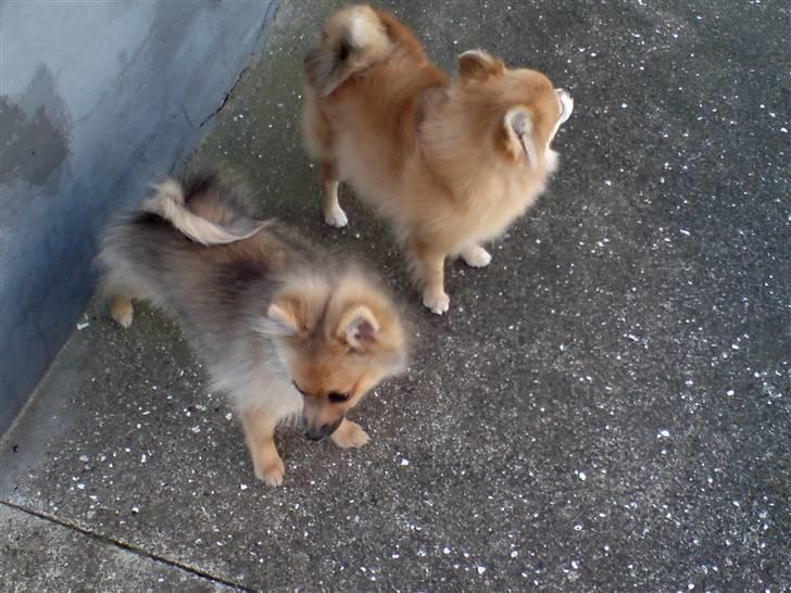 Pomeranian King - Her er jeg sammen med min mor billede 7