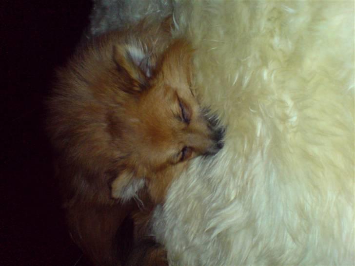 Pomeranian King billede 8