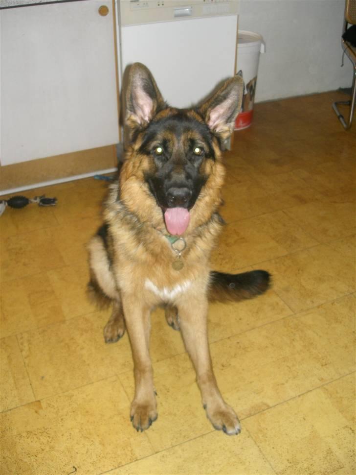 Schæferhund Kato billede 12