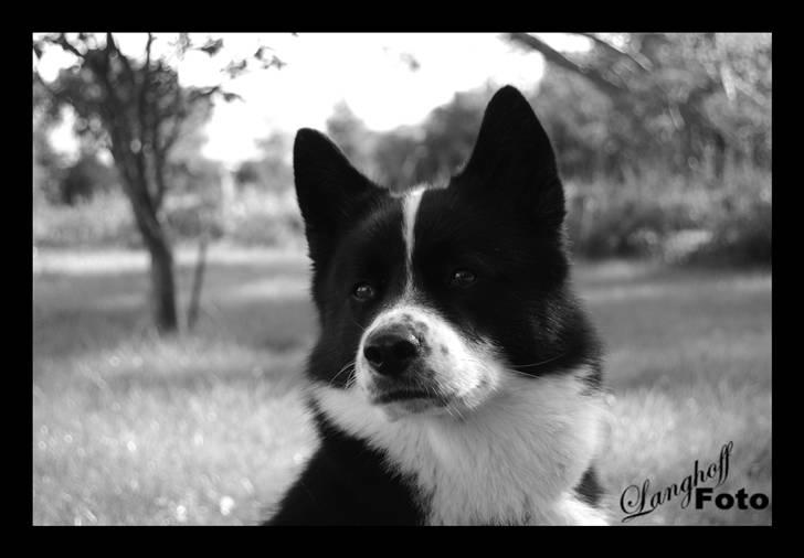 Karelsk bjørnehund Bipes Night's in white Satin *Liva* billede 9