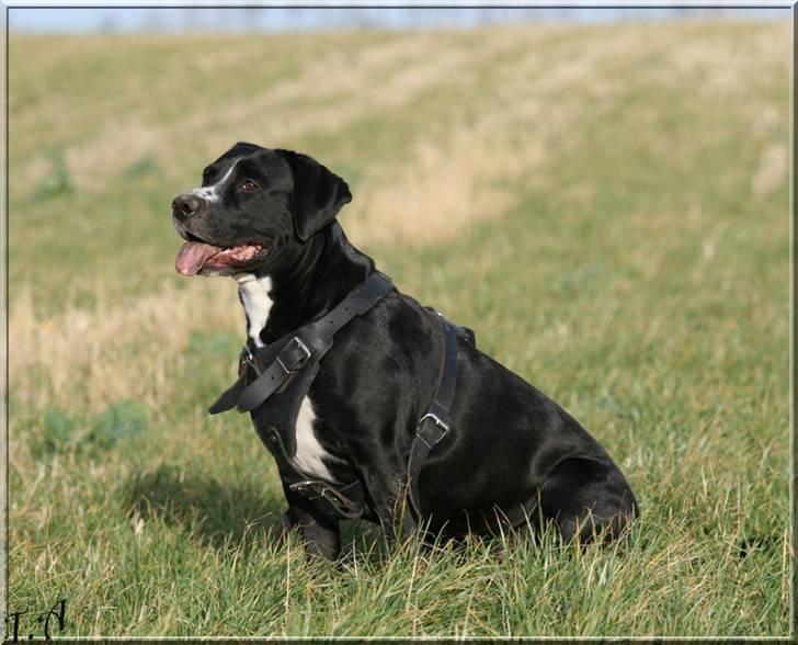 Blanding af racer Naja - Flot tøz ik´ ? *S* Naja giver den lige som prof fotomodel *G*  Taget d. 21/1-08.  Fotograf : *Kai* billede 3