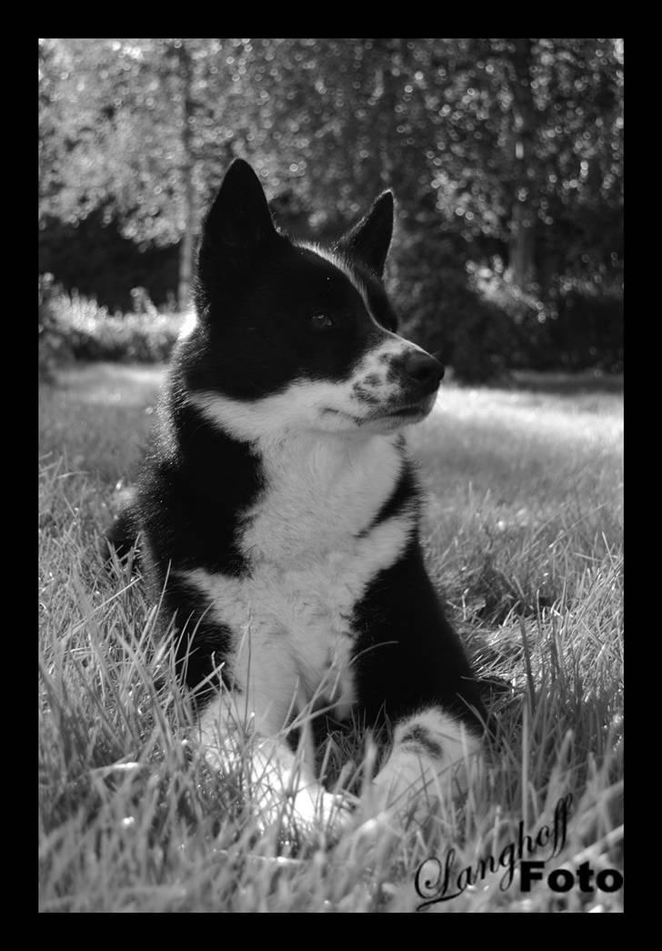 Karelsk bjørnehund Bipes Night's in white Satin *Liva* billede 11