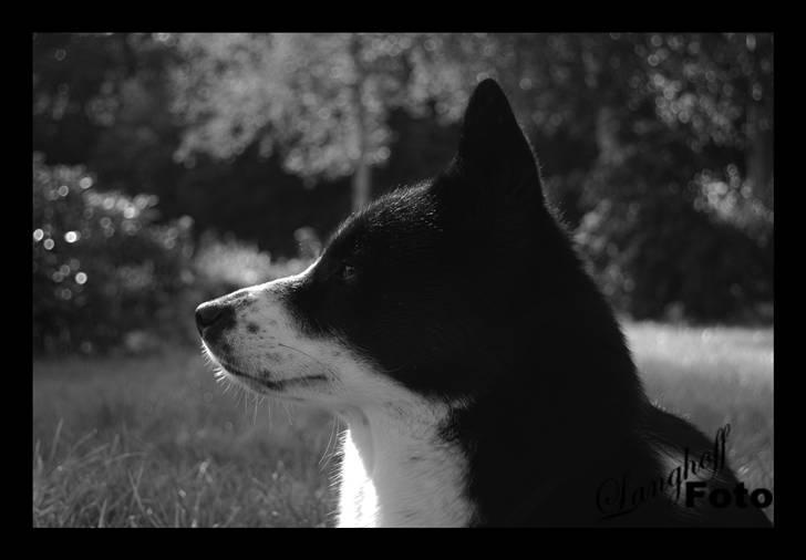 Karelsk bjørnehund Bipes Night's in white Satin *Liva* billede 12