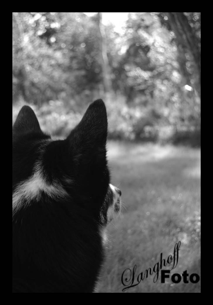 Karelsk bjørnehund Bipes Night's in white Satin *Liva* billede 13