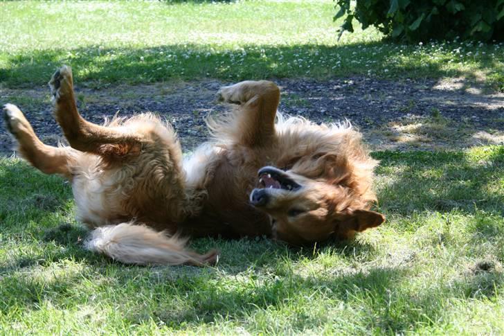 Golden retriever Buller billede 19