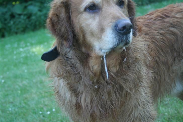 Golden retriever Buller - Mr. Ellevetal (: Hentyder til det lækre savl ud af munden på ham... billede 20