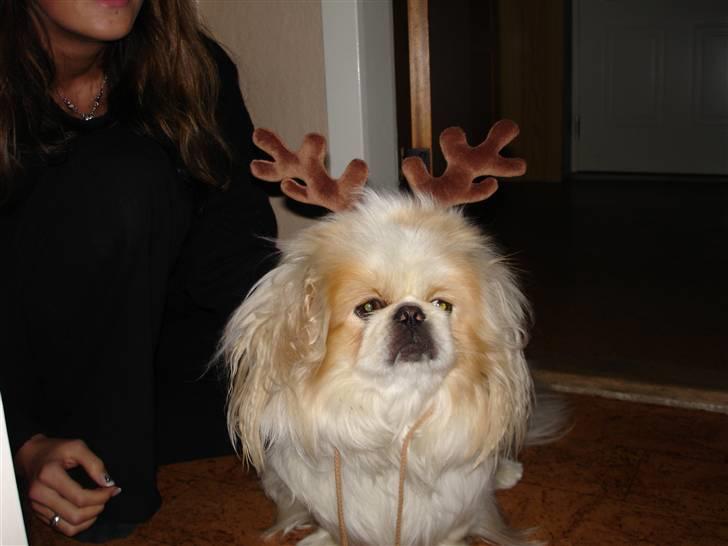 Pekingeser teddi billede 7