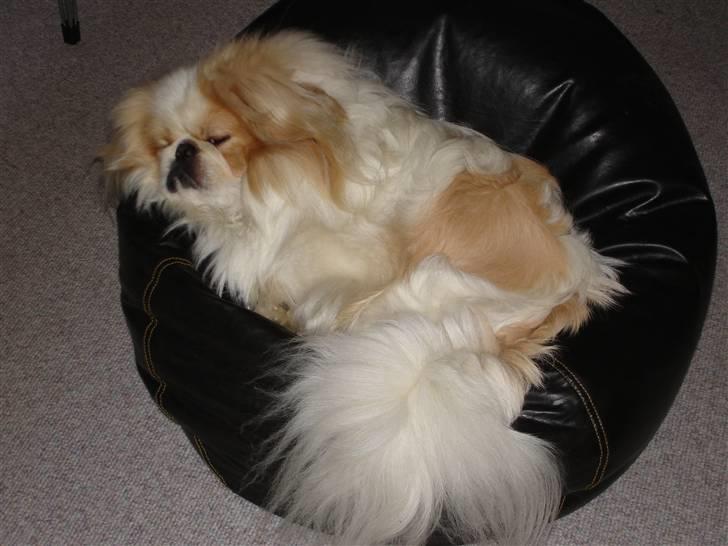 Pekingeser teddi billede 8