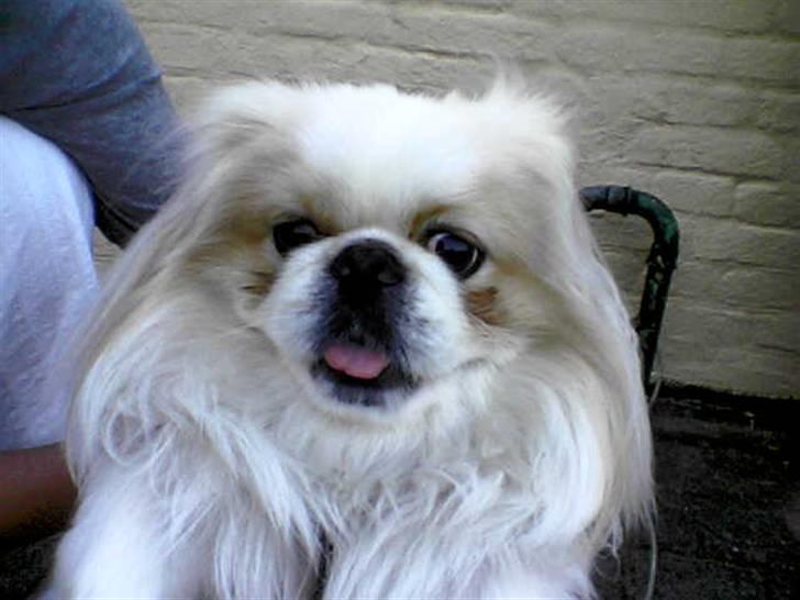 Pekingeser teddi billede 9