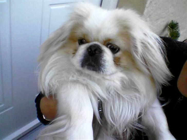 Pekingeser teddi billede 10