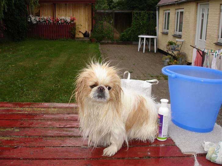 Pekingeser teddi billede 11