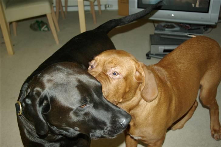 Dogue de bordeaux Amos - LAD MIG LIGE VIDSKE DIG NOGET, SANTOS billede 17