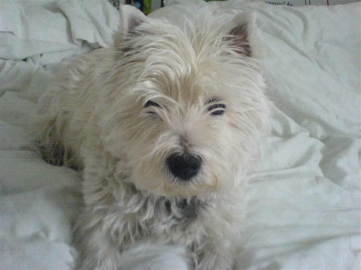 West highland white terrier Coco - Min dejlige Wufel... billede 17