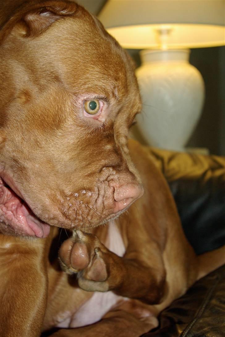 Dogue de bordeaux Amos - EJ HOLD LIGE OP, JEG ER LIGE VED AT BIDDE DE SIDSTE NEGLE !! billede 18