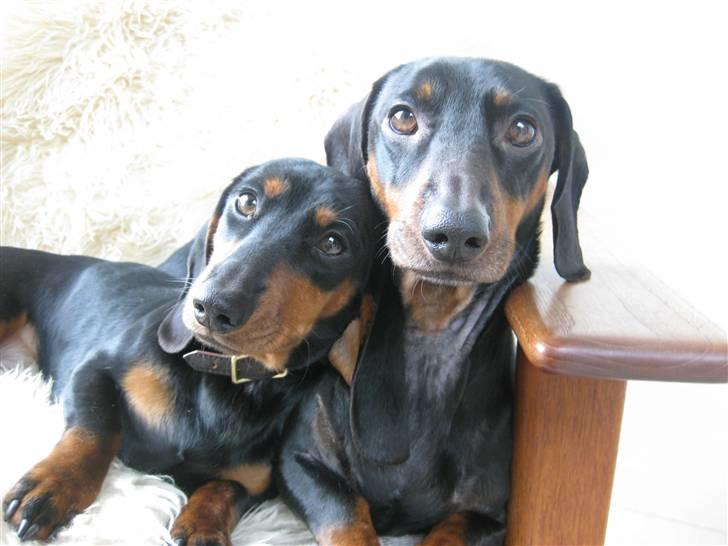 Gravhund Molly - Freya & Molly billede 8