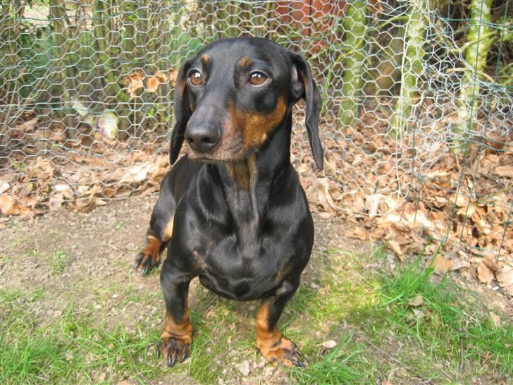 Gravhund Molly billede 9