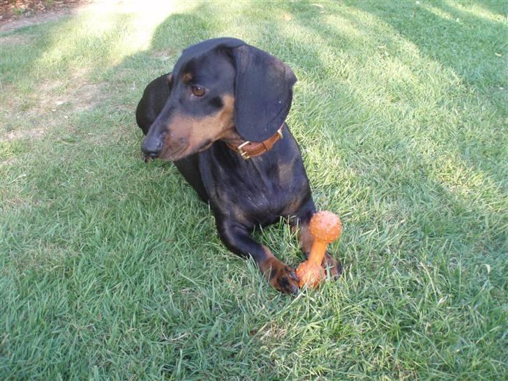 Gravhund Molly billede 10