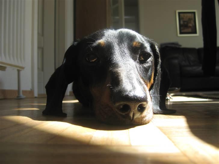 Gravhund Molly billede 11