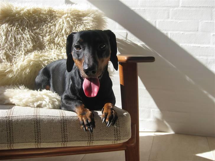 Gravhund Molly billede 12