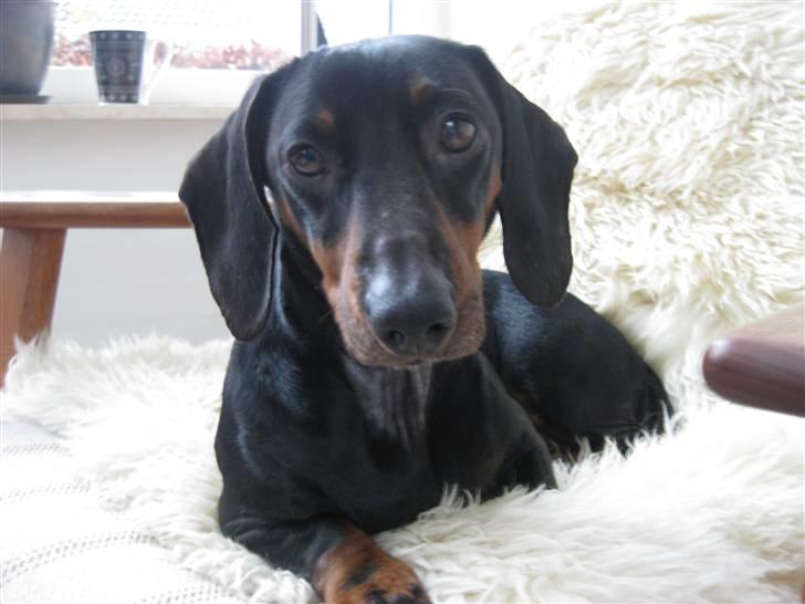 Gravhund Molly billede 13