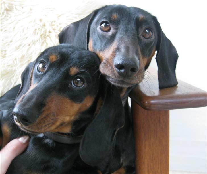 Gravhund Molly - Freya & Molly billede 14