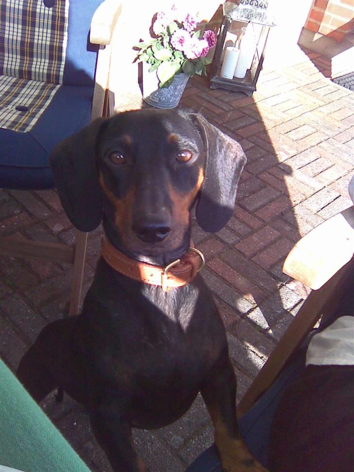 Gravhund Molly billede 15