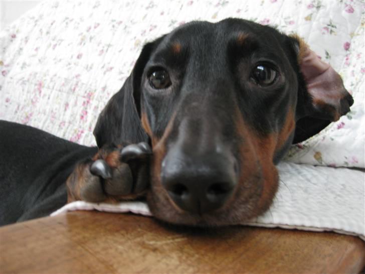 Gravhund Molly billede 16