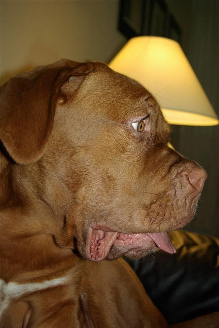 Dogue de bordeaux Amos billede 19
