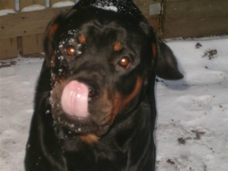 Rottweiler Rox *Solgt*  - snesnesne billede 19