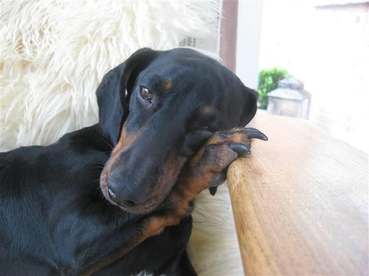 Gravhund Molly billede 17