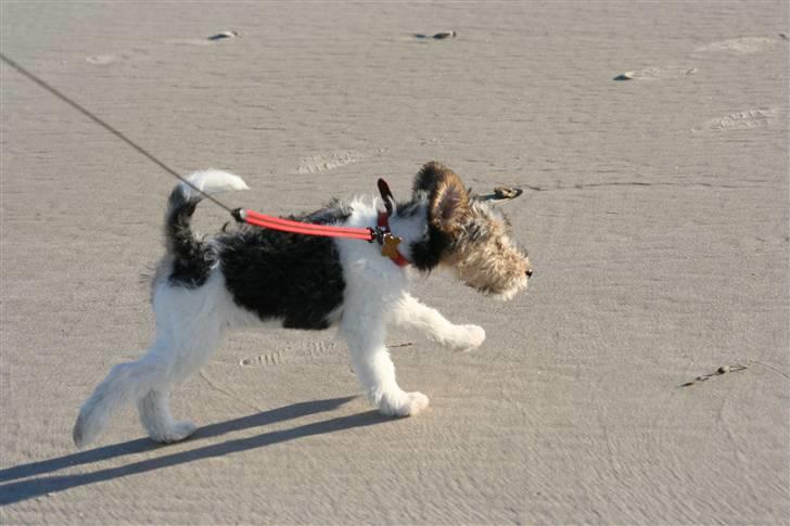 Ruhåret foxterrier "Tippe" - Herlig strand tur..!! billede 6