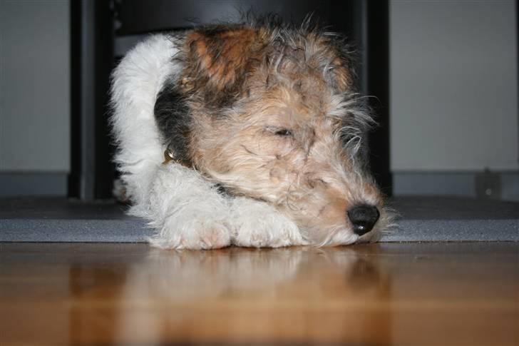 Ruhåret foxterrier "Tippe" - Jeg holder øje med dig..! billede 7