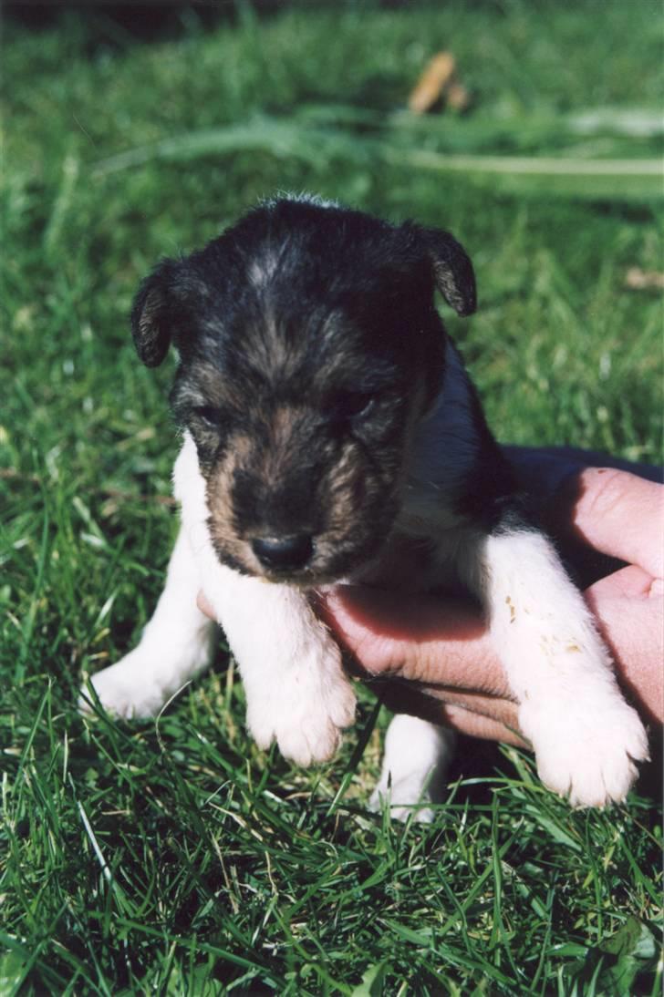 Ruhåret foxterrier "Tippe" - Sød tøs.. billede 8