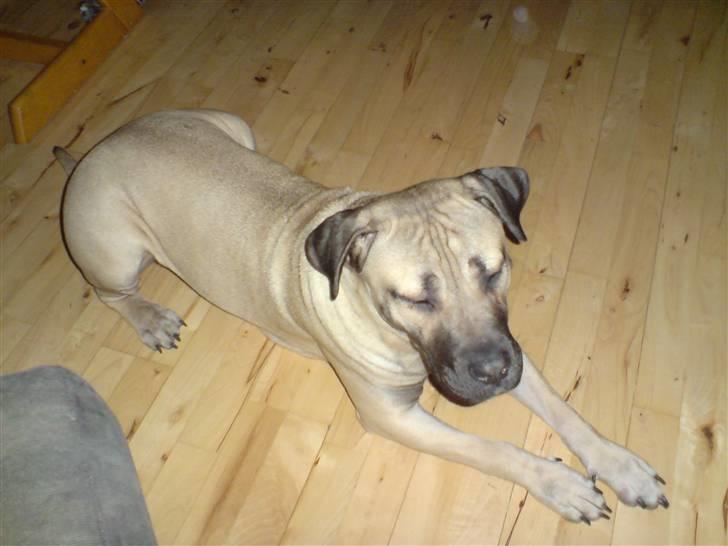 Dogo canario Zera  - 10 måneder ca. billede 1