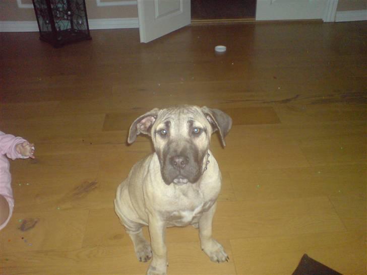 Dogo canario Zera  - her er hun ikke så gammel. første gang jeg passede hende billede 2