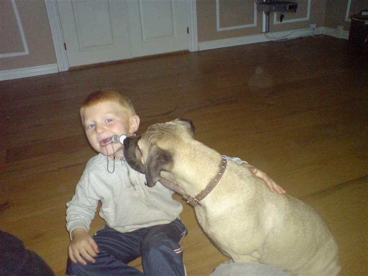 Dogo canario Zera  - sammen med min søn billede 3