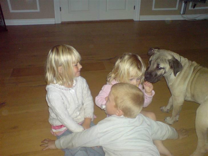 Dogo canario Zera  - sammen med 4 unger fra 1 år til 6 år meget børne venlig billede 4