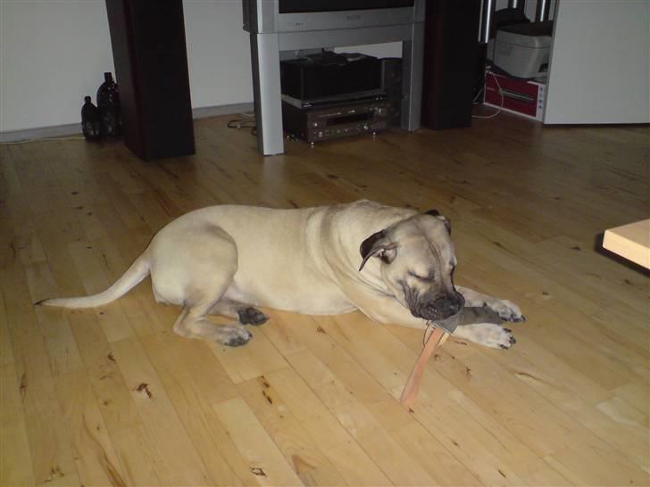 Dogo canario Zera  - med hendes nye legetøj billede 5