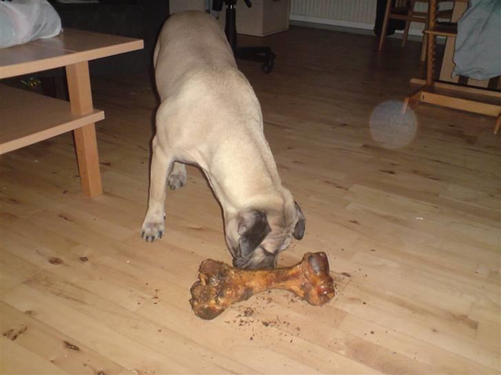 Dogo canario Zera  - lige et lille ben billede 6