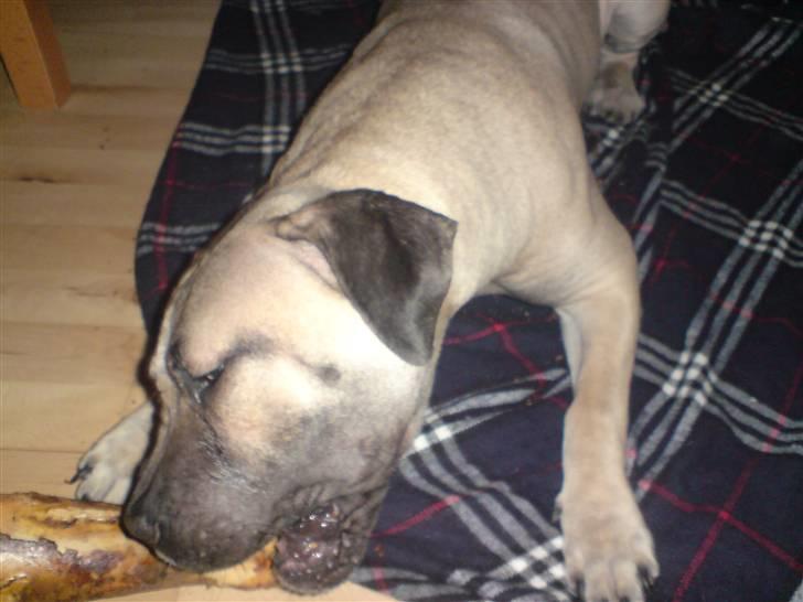 Dogo canario Zera  - mam billede 7