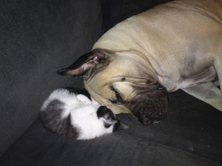 Dogo canario Zera  - Se de kan jo godt sammen :D billede 8