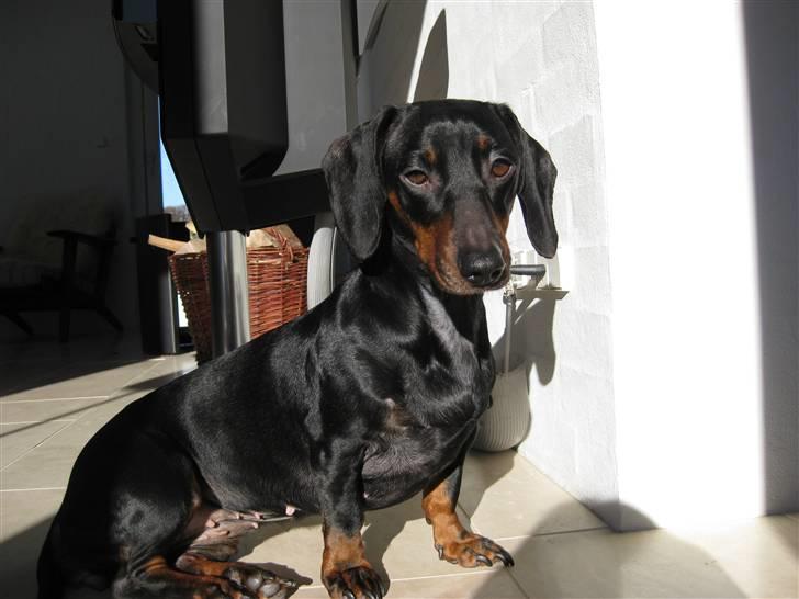 Gravhund Molly billede 18