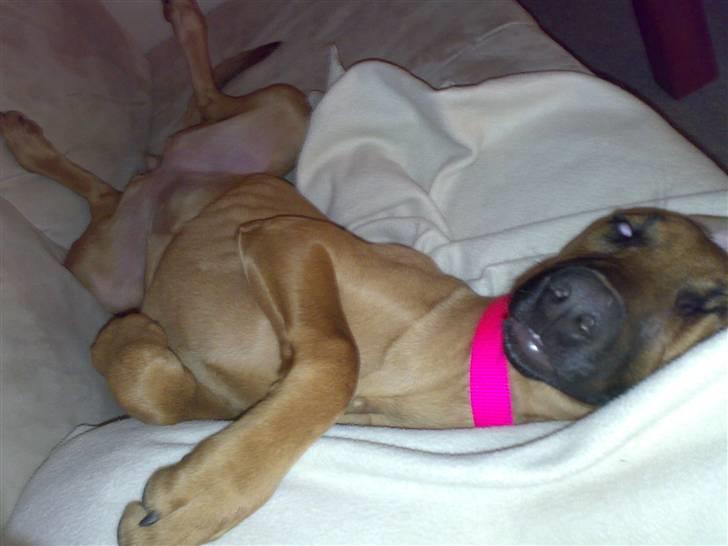 Blanding af racer ** Aamina ** RIP 12/08-08 - "Snooooork pyyyyyh..." billede 9