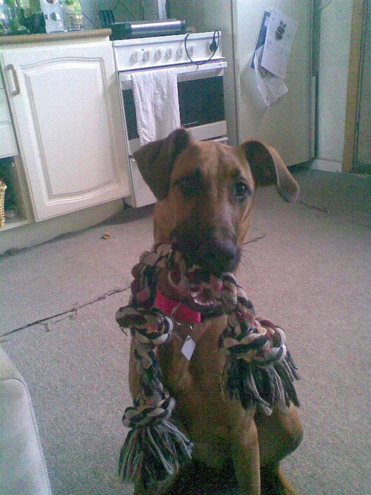 Blanding af racer ** Aamina ** RIP 12/08-08 - "Er jeg ikke sød?" billede 10