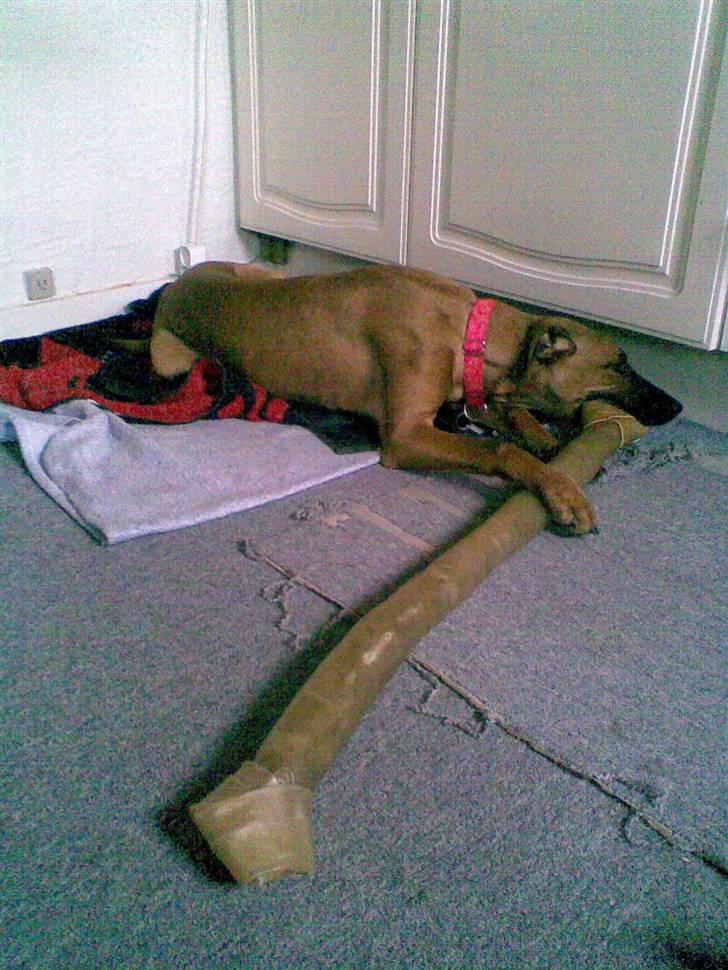 Blanding af racer ** Aamina ** RIP 12/08-08 - Lækkert med et kæmpe ben  billede 11