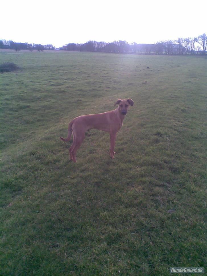 Blanding af racer ** Aamina ** RIP 12/08-08 - Smukke lille Mina billede 12