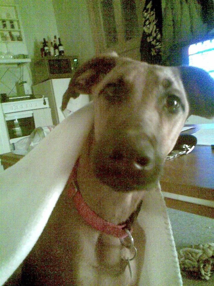 Blanding af racer ** Aamina ** RIP 12/08-08 - "Hvad siger du?" billede 13